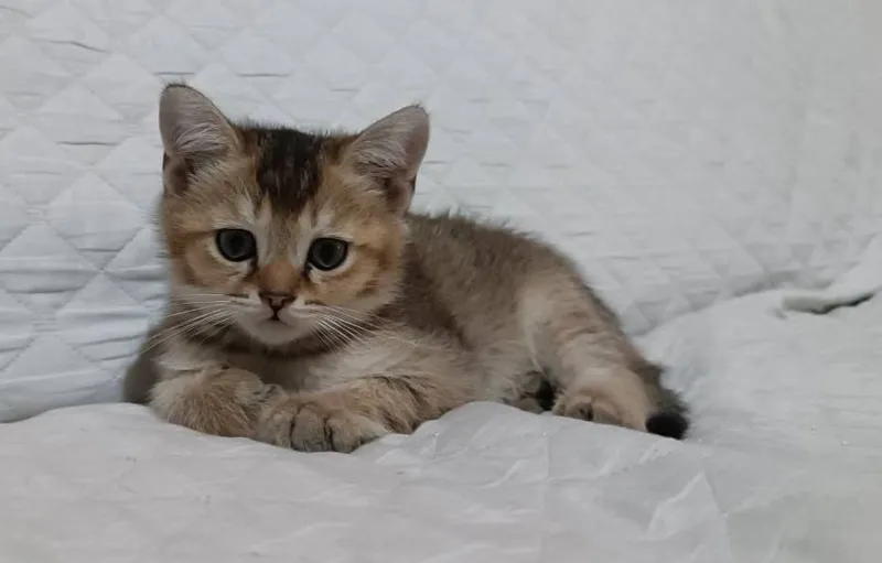 котёнок залотой шиншилла котёнок залотой шиншилла