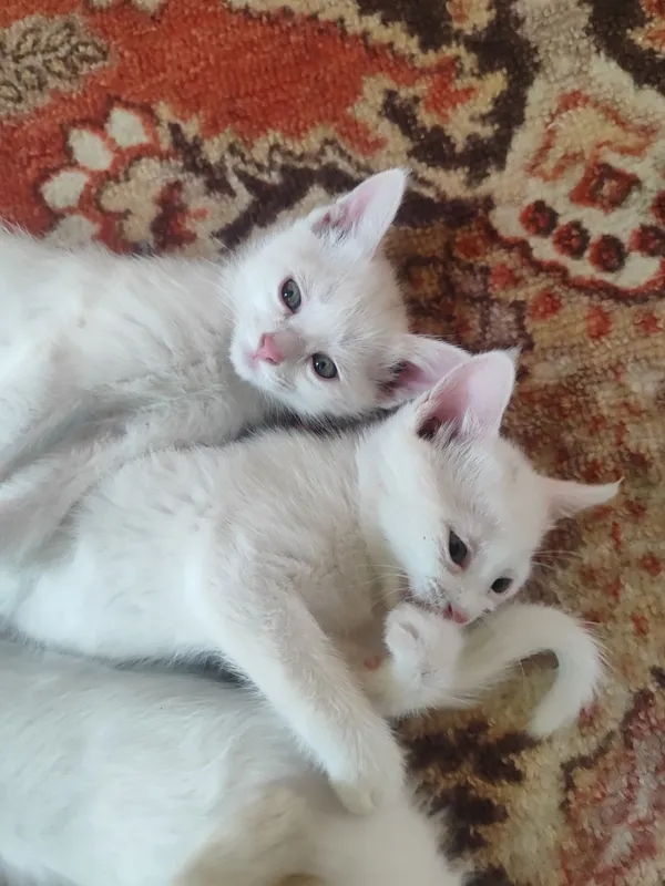 Отдам в добрые руки — фото 3
