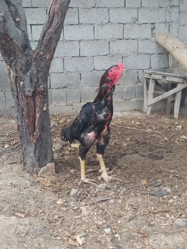 Dakan xoʻroz sotiladi 2 Dakan xoʻroz sotiladi 2