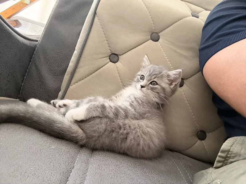 Скоттиш Страйт девочка — фото 1