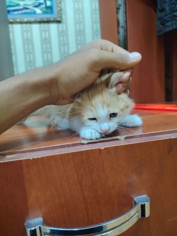 Хорошие котята.. — фото 3
