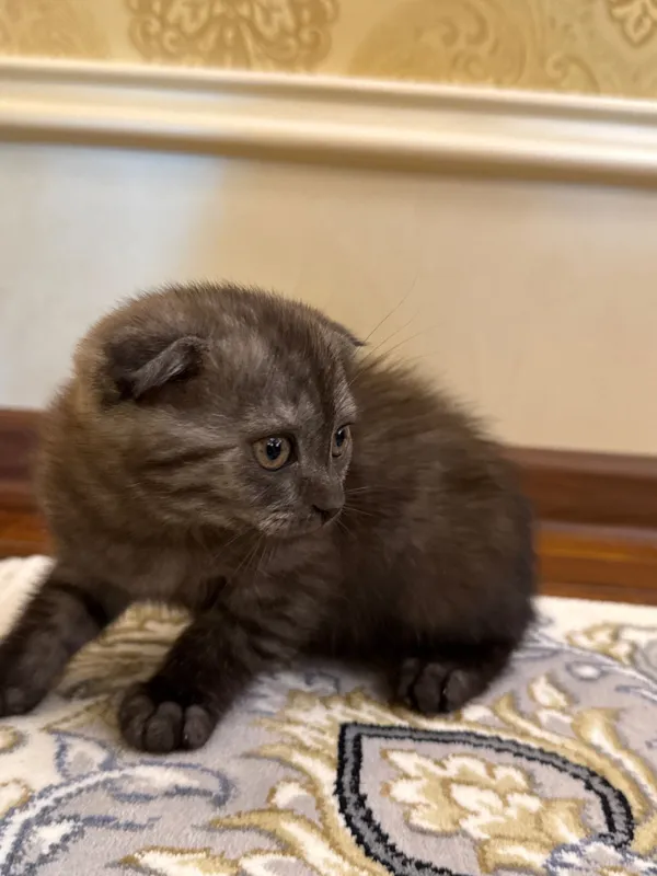 Шотландский вислоухий котёнок (Scottish Fold), 2 месяца 1 Шотландский вислоухий котёнок (Scottish Fold), 2 месяца 1