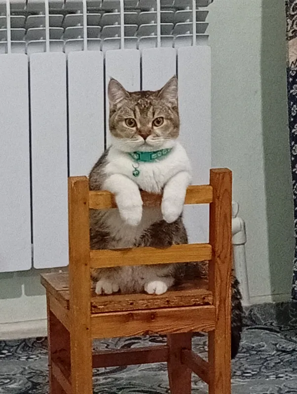 Vyazka mushuk