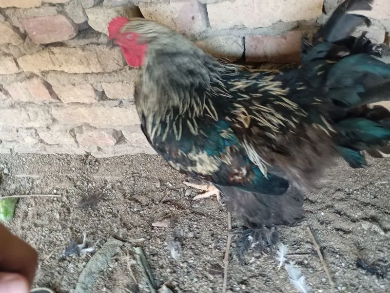 100foiz hammasi soglom kelishtrb beriladi lekn kop emas — фото 4