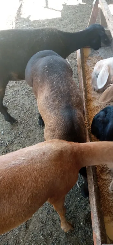 Qozi qochqor zotga 3
