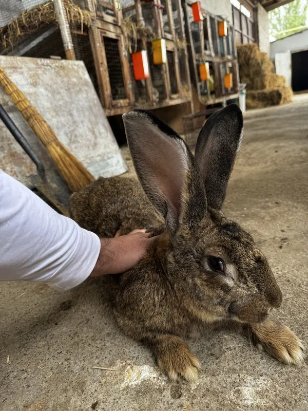 Flandir quyonlar — фото 3