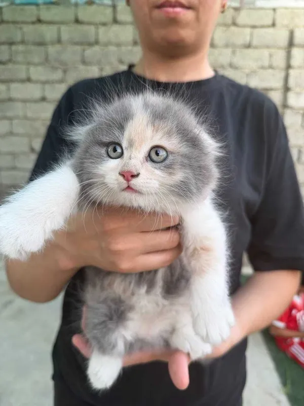 Продаётся котики 40 дней 3 Продаётся котики 40 дней 3