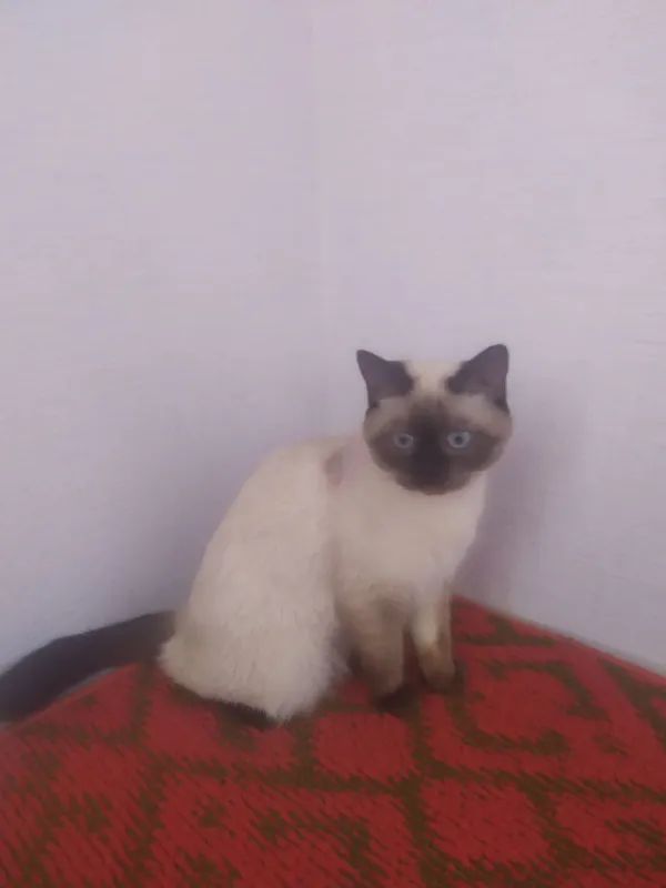 Кошка 1 Кошка 1