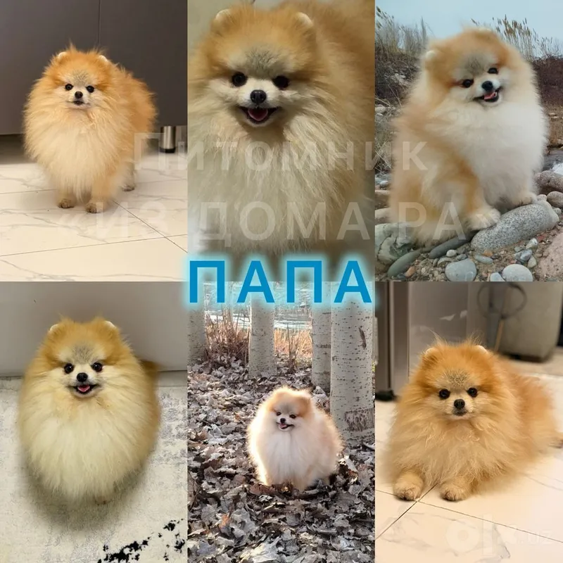 Шпиц померанский (Гарантированно маленького размера) 3 Шпиц померанский (Гарантированно маленького размера) 3