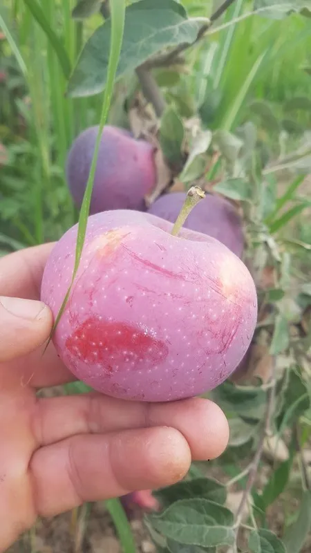 3 yoshli Olma daraxti meva qilyapti tomiri karli — фото 1