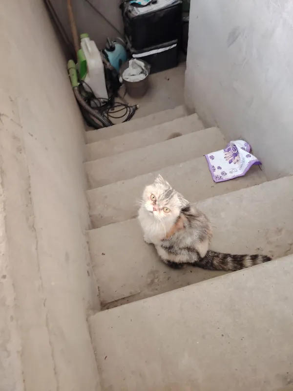 Shinshilla mushuk sotiladi 1 Shinshilla mushuk sotiladi 1