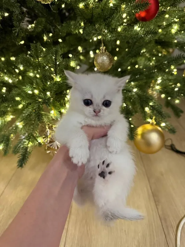 Чистокровная шиншилла котик и кошка 3 Чистокровная шиншилла котик и кошка 3