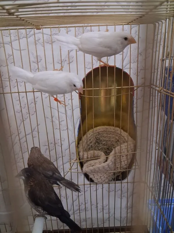 Amadina qushlari 2 Amadina qushlari 2
