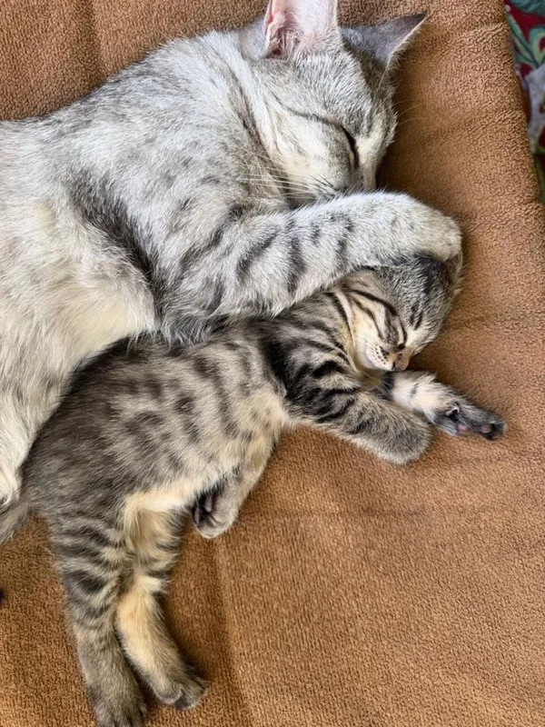 Кошечка отдам в хорошие руки