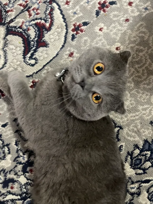 Кошка Кошка