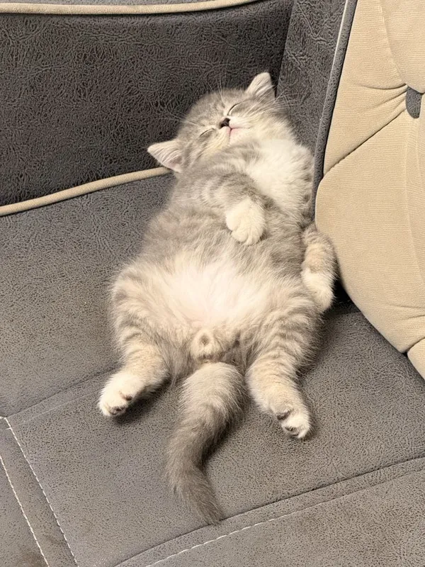 Скоттиш Страйт девочка — фото 2
