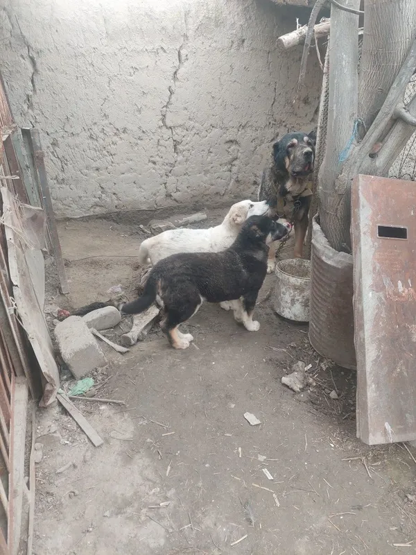 Кавкаский алабай 1