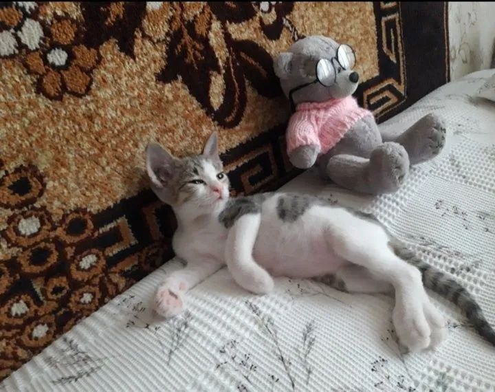 Котята в добрые руки. 5 Котята в добрые руки. 5