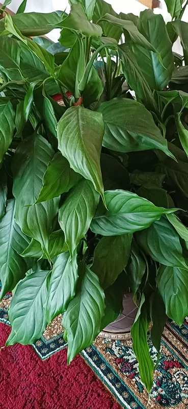 Ayol bahti guli sotiladi 350000 — фото 1