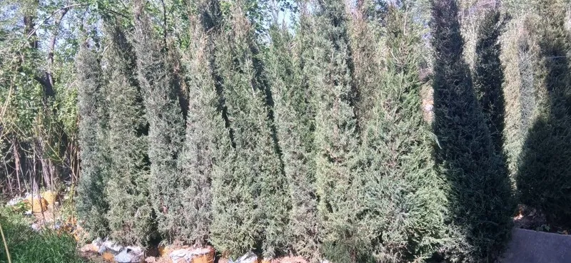 Ko'chatlarimiz bor Toshkent rohat posti oldida — фото 3