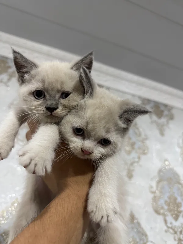 Срочно продаются котята! 6 Срочно продаются котята! 6