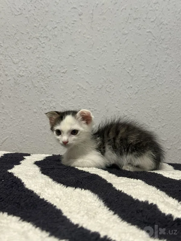 Котенок вислоухий 1 Котенок вислоухий 1