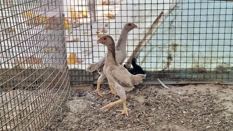 Кошамо товуклари 5