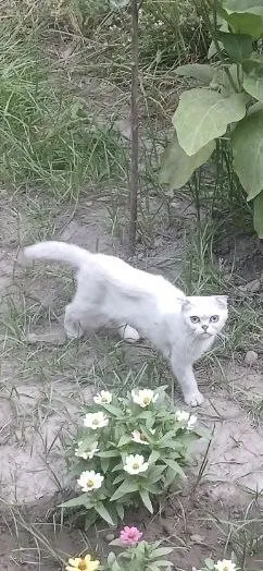 Scottish fold (девочка) 2 Scottish fold (девочка) 2