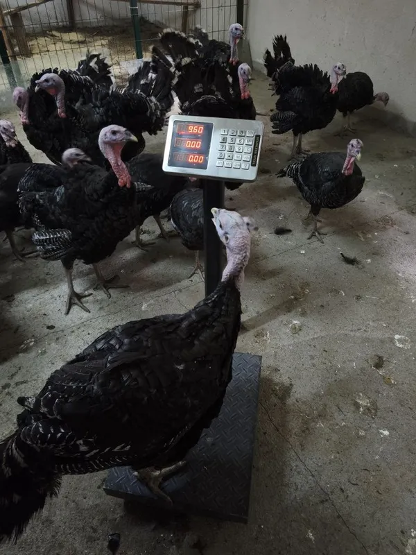 Продам индюков Бронза 708