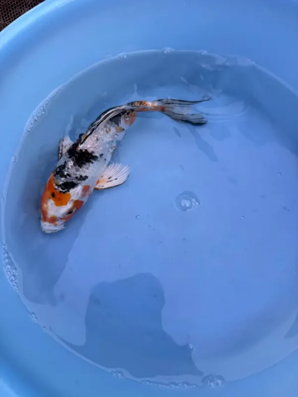 Японский карп кои 6 Японский карп кои 6