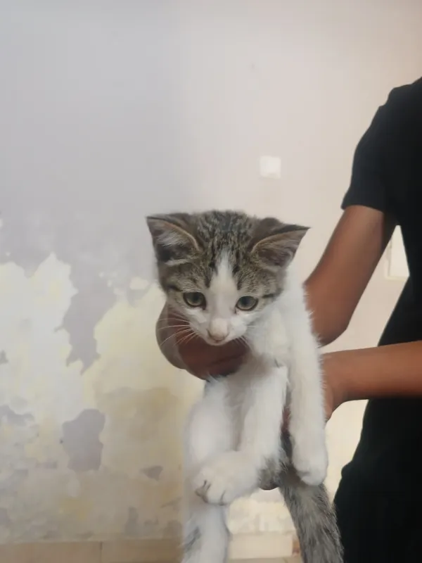 хороший кот 2 хороший кот 2