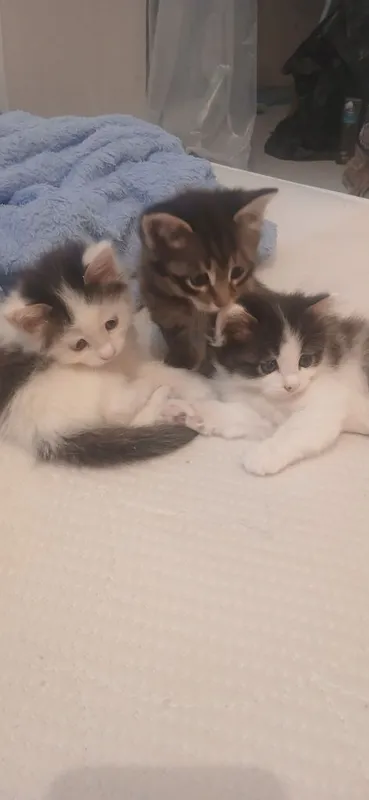 Котята домашнии. 2 Котята домашнии. 2