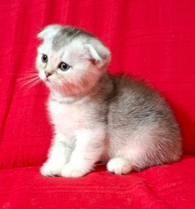Срочно шотландские котята! — фото 4