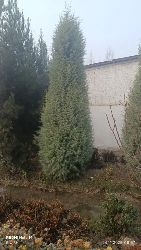 Arizoniniski keparis archa 7 yoshlik арезонский кепари арча 7 йошлик — фото 5