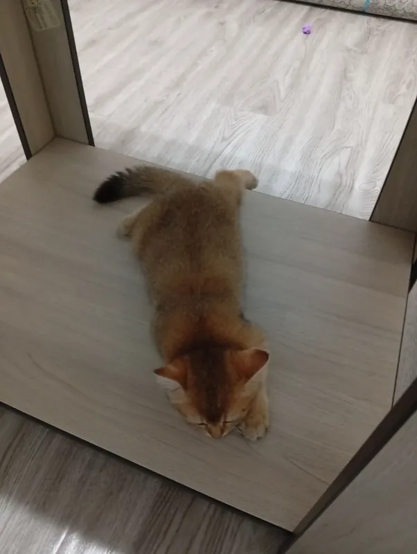 Котенок чистакровный золотая шиншила малчик 2 Котенок чистакровный золотая шиншила малчик 2