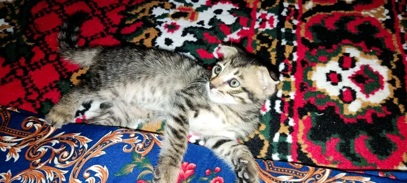 Бенгальские кот с 4