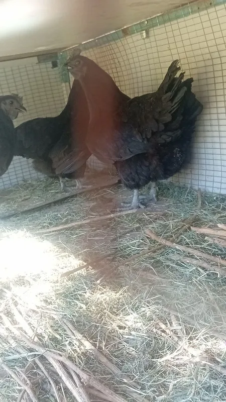 Uxayul tovuqlari sotlad srochniy 3