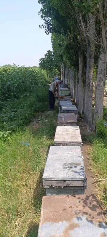 Улья лежак для пчел