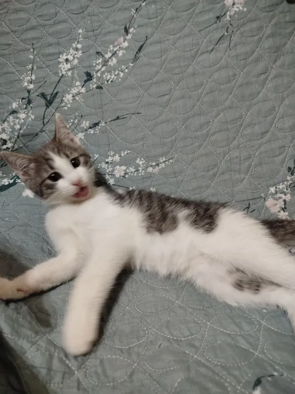 Котята в добрые руки — фото 4