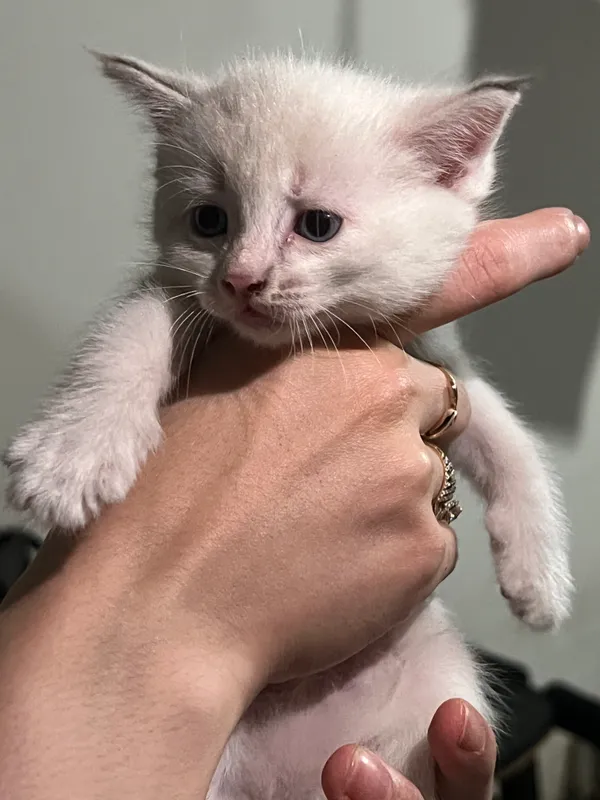 Отдадим двух котят в добрые руки! 4