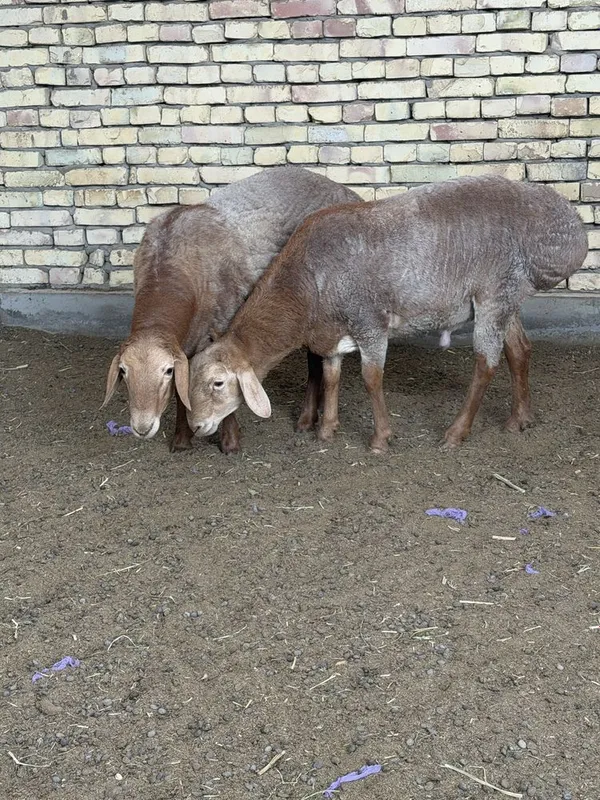 Qo’chqor sotiladi