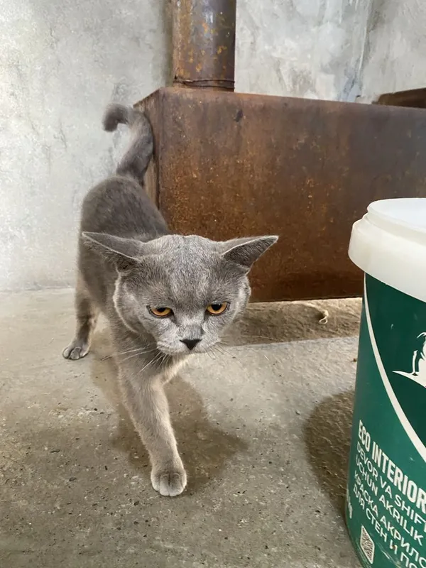 Zotdor mushuk shatlantski aybi yoq jinsi erkak 1 Zotdor mushuk shatlantski aybi yoq jinsi erkak 1