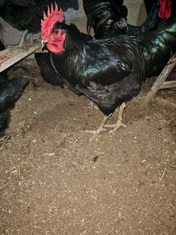 Qora shag'zoda va Astiralop ruminya zodliy tovuq Xorozlarimiz sotiladi — фото 6