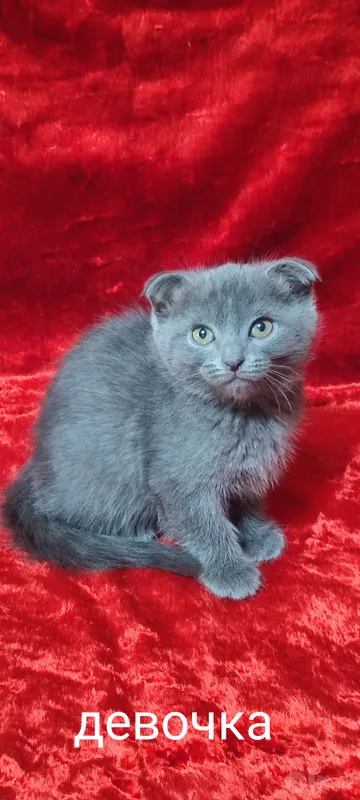Scottish Fold mushukchalari sotiladi 3 Scottish Fold mushukchalari sotiladi 3