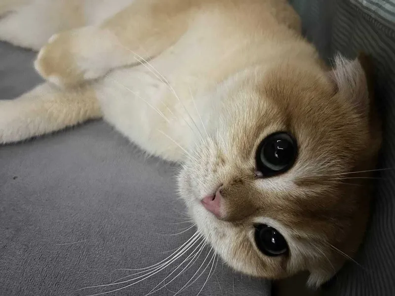 Шотландский вислоухий (Scottish Fold) 9 месячный. 2 Шотландский вислоухий (Scottish Fold) 9 месячный. 2