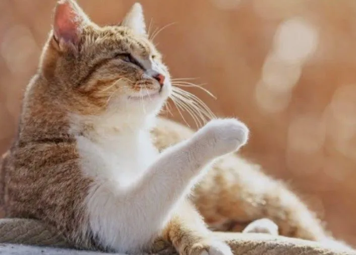 Передержка кошек