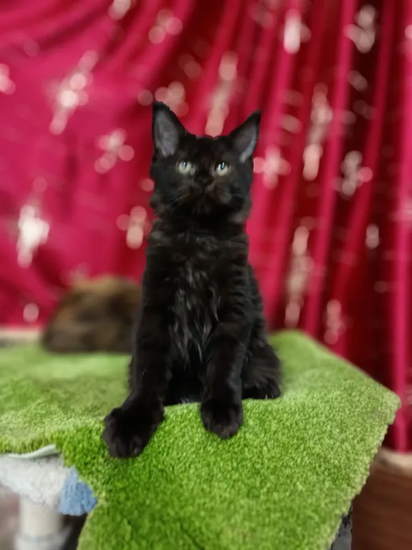 котята мейнкун — фото 3