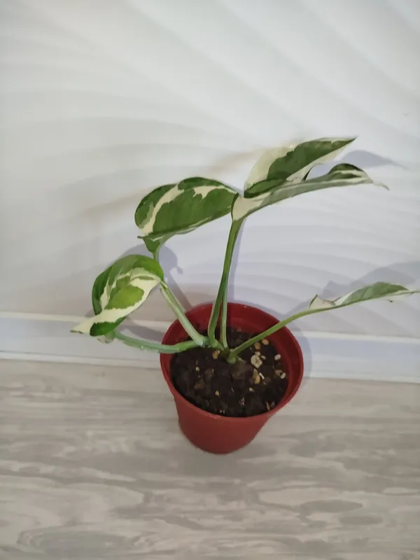 Epipremnum Enjoy 2
