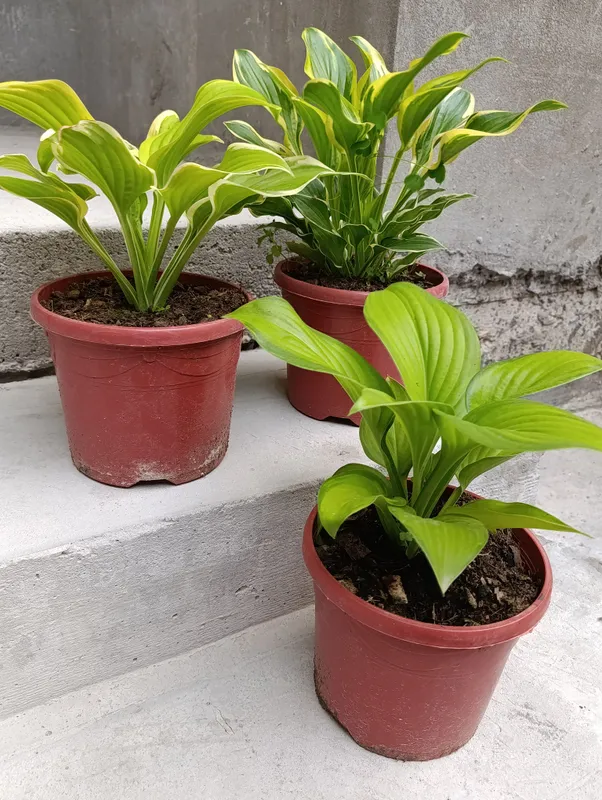 gullar hosta — фото 1