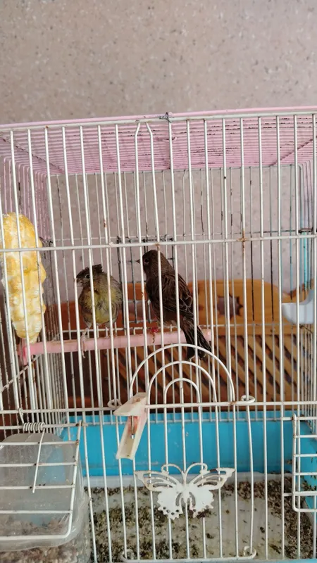 Kanareyka sotiladi jufti bilan 1